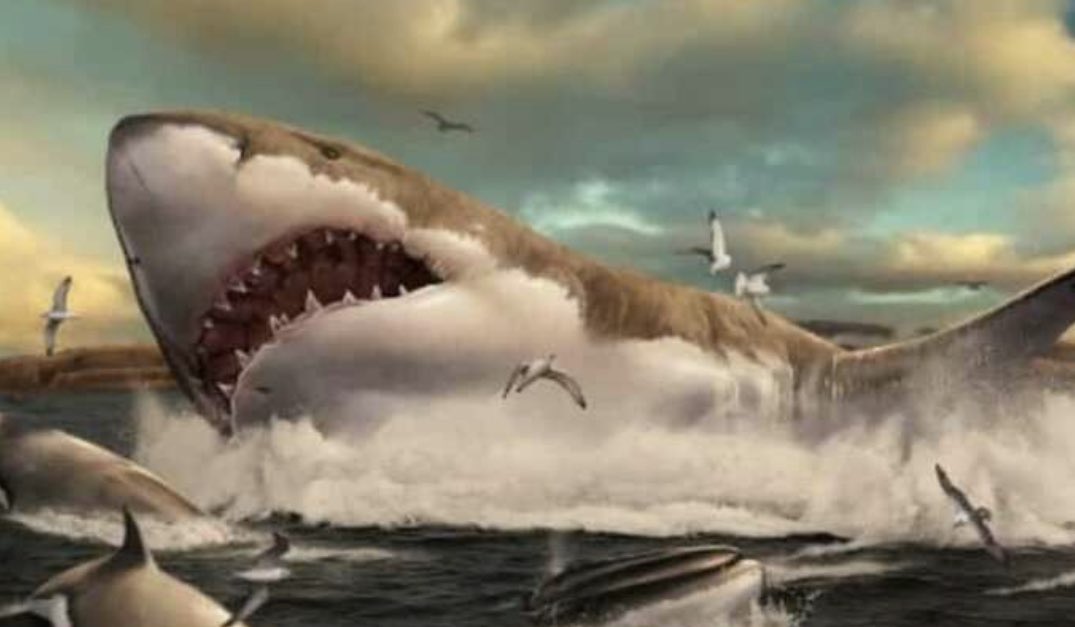 RVIVRdotcom's tweet image. rvivr.com/2022/09/resear…   #Shark  #3dshark  #megalogon