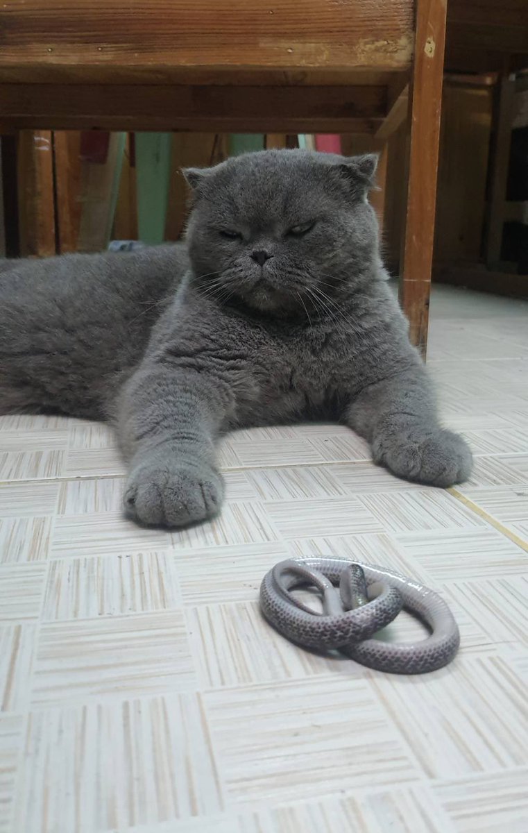 MineBudDy92's tweet photo. 😼 Your gift Mom
👩🏻 -#&&(*’ht,liyj
#PUIPUICAT #NFTfamily https://t.co/zzEmKXL5XC