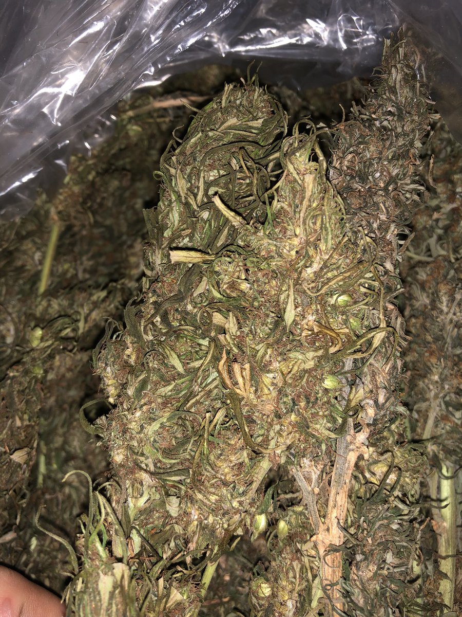 Bao_420SG's tweet photo. Xoài lai có hàng phục vụ các homie
Búp dày, dame to, thơm.kvsg
#kush #cansa #grow #vegin #cam #xoai #420 #hutcan https://t.co/MxcBbybdMO