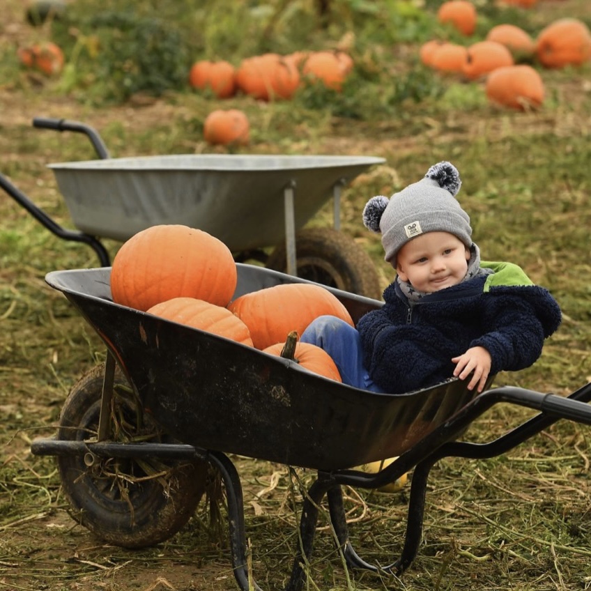 combermereabbey's tweet photo. Our friends at Bolesworth soon opening their #PumpkinPickingPatch. Then, later in the month, thereโll be the spooky circus! ๐ก๐ ๐ช If youโre thinking of staying with us over #HalfTerm, why not bring your pumpkins back to the cottages to carve? ๐ #SupportLocal https://t.co/MUacZH6uPD