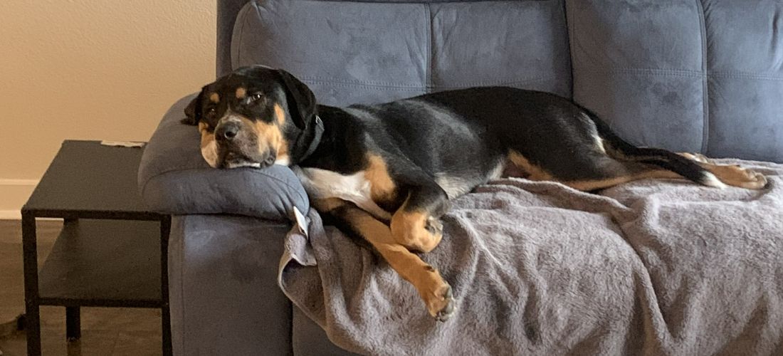 PetPlaceFans's tweet photo. Fostering is a great way to get involved with local animal rescues. Steve Kettig wrote about his experience with his foster pup, Weaver, who was in a shelter for two years. Learn more about Steve and Weaver’s journey: https://t.co/DlbILTSsL5 https://t.co/2W2jIXafVV