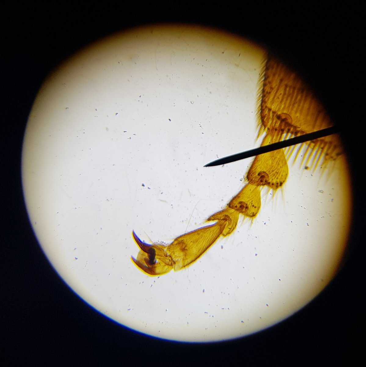 SCIENCEUNITY's tweet image. It was lovely to join some @UnityBlackpool year 7s today using our new microscopes for the first time. Some really excited faces and everyone was so keen to show me their favourite 🥰