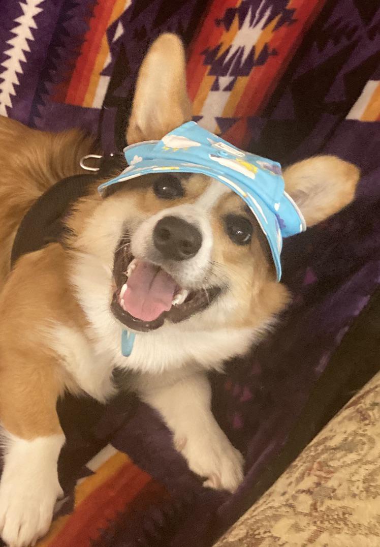 LowRiderCorgi's tweet photo. Do you like my hat?

#corgi #corgidog #corgilife https://t.co/Cc0d5bvBCZ