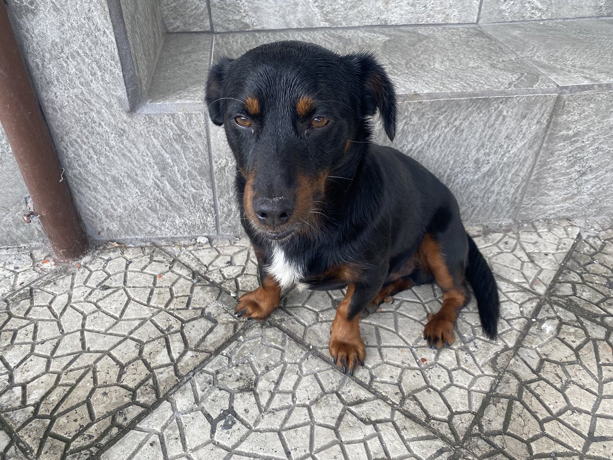 Porfa me ayudan a compartir! 🙏🏼 presiento que este perrito tiene dueños!!! Se ve limpio y cuidado! Está en El Carmen de Cartago en Panadería Panizú y alrededores!