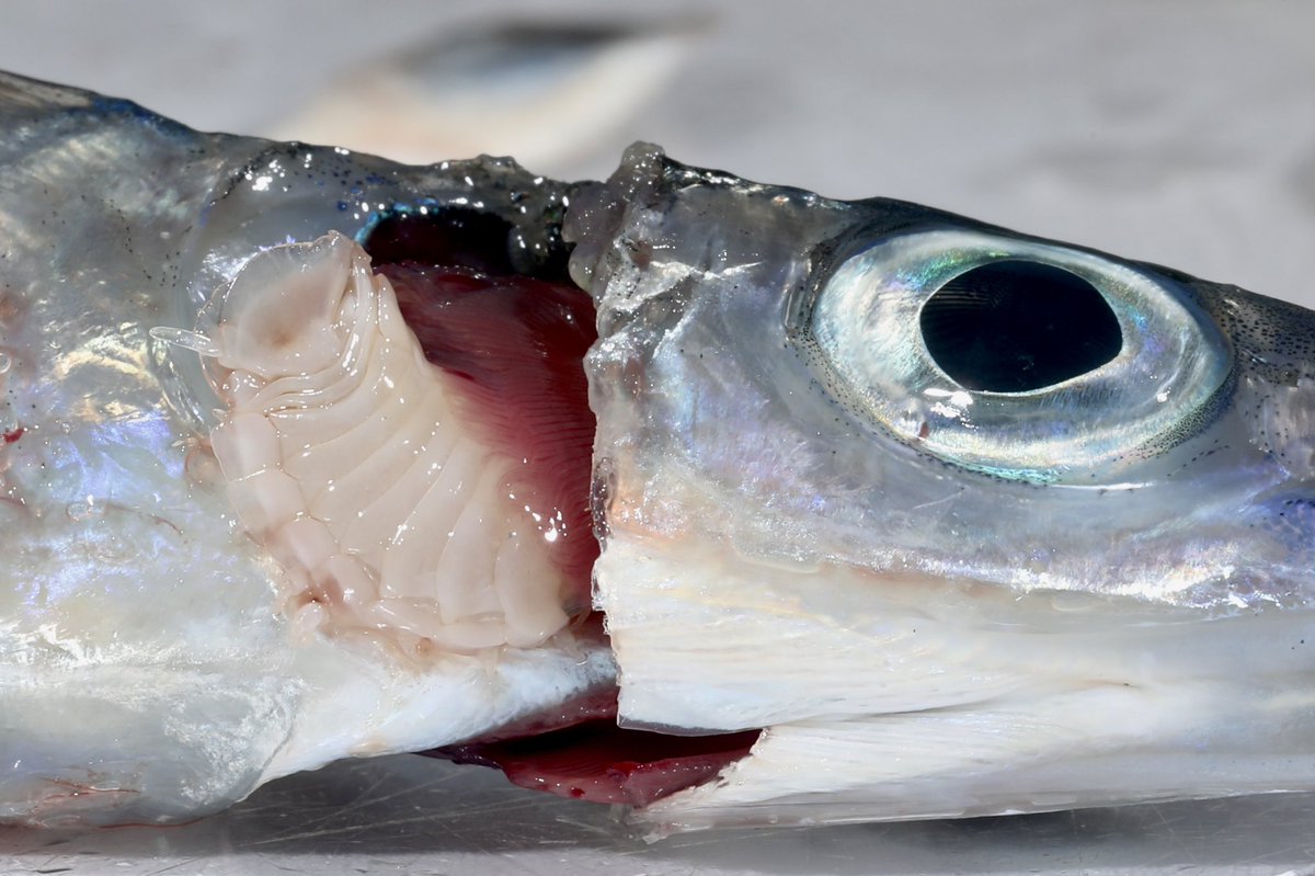 NicoJSmit1's tweet photo. No @NWU_WRG Marine Parasite expedition is complete without a fish parasitic isopod! Sodwana did not disappoint and 2day we found an old friend, Mothocya affinis, we described in 2015 from the tropical halfbeak, also caught here in Sodwana. @Bernd_AquatEcol @KerryAHadfield https://t.co/Bey9MBIRzU