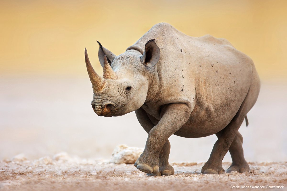 It's #WorldRhinoDay!🦏 Black rhinos are listed as critically endangered, after a 97% population decline between 1960-1995. But there's hope - in areas where efforts are being made to protect them, black rhino numbers are slowly rising. Find out more: bit.ly/3dww7HA