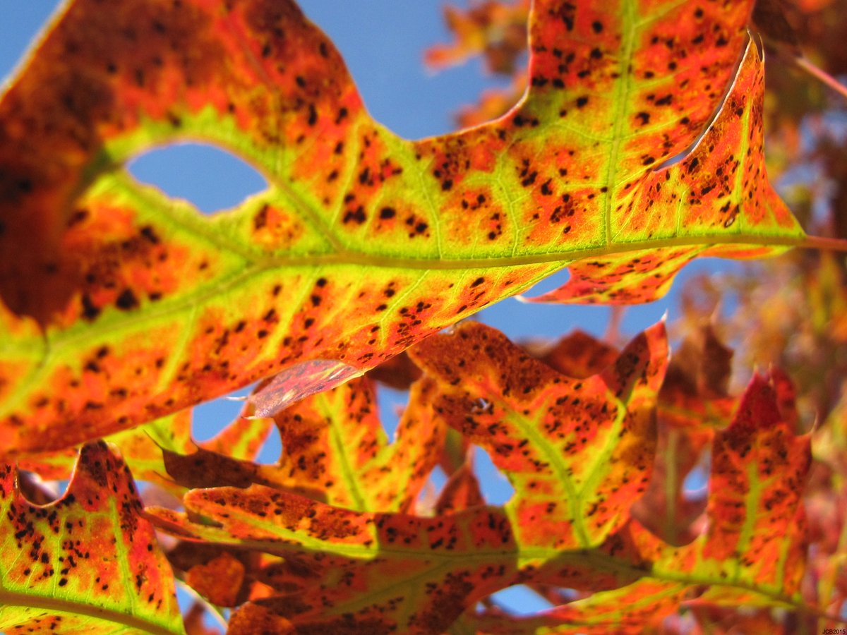 Are you on Facebook? Please follow my photography FB page for more seasonal images - Enter Autumn!

facebook.com/meditationandm…