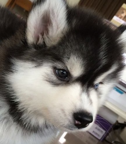 louis as dogs (@iouisdoggies) on Twitter photo 