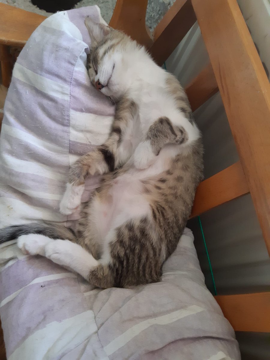 masum_gozler's tweet photo. Birgöz için artık umudum kalmadı. Haftalardır yuva bulamadım. 4 aylık dişi. Kısırlaştırması ve maması için destek olabiliriz. Eğer yuva çıkmaz ise geçici yuvasında süresi bittiği zaman sokağa geri dönecek.  Eskişehir , ankara, istanbul ömürlük yuva arıyorum.
@Sokakpatiisii https://t.co/jetuGQA1Y3