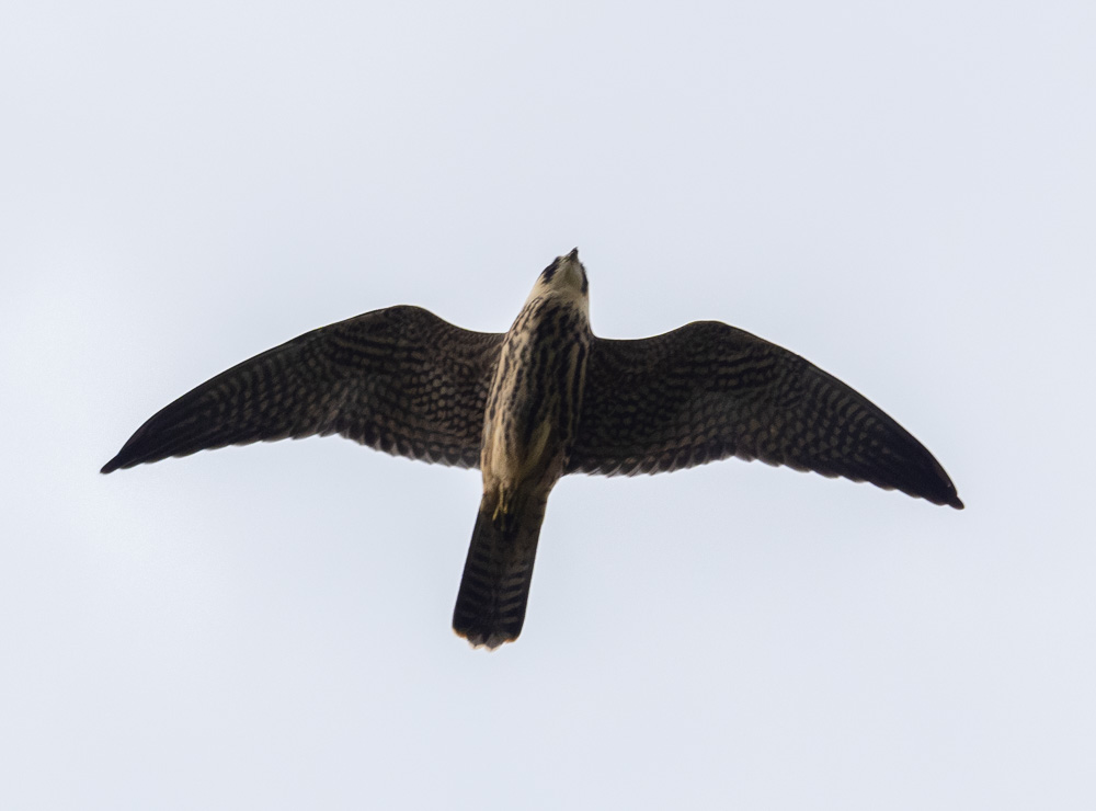 In our Home Ed session today we looked at Rivers.  
We measured the water quality with meters and caught freshwater creatures.
We used the findings to see which was cleaner, with the brook being much cleaner!
We also had a bonus fly over from a Hobby!