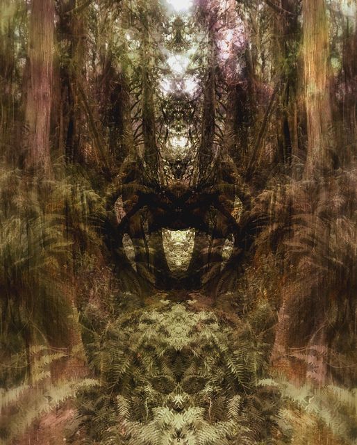 Hipstamatic's tweet photo. “Treehouse point” by @grampion_of_the_world (https://t.co/cuqEdUXPxh)
#Hipstamatic #Salvador84 #MidnightSunAS #JuicyOrangeGel https://t.co/8uiTy1qe2U
