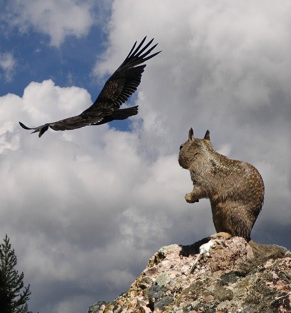 JumboMinds's tweet photo. Squirrels are very intelligent creatures and play a very important role in the food web! Squirrels are a food source for many predators, including snakes, coyotes, hawks, and owls. #biology #zoology #animals #science #scichat #sciencerocks #foodweb https://t.co/D2QdtokgpJ