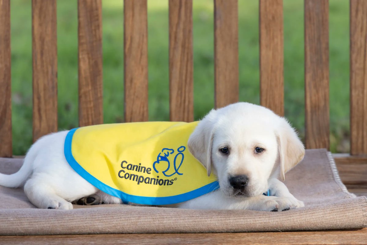 Canine Companions® (@canineorg) on Twitter photo <a href="/EvanMacLean/">EvanMacLean</a> and @Bharedogguy found high levels of eye contact were linked to successful service dog outcomes (buff.ly/2zYKXQu), making it even more exciting that our recent work has shown this trait to be stable over time and under genetic control #ServiceDogScience <a href="/EvanMacLean/">EvanMacLean</a> and @Bharedogguy found high levels of eye contact were linked to successful service dog outcomes (buff.ly/2zYKXQu), making it even more exciting that our recent work has shown this trait to be stable over time and under genetic control #ServiceDogScience