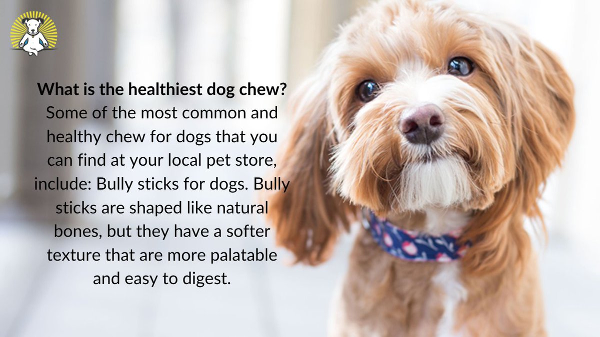 VisionaryPet's tweet photo. What is the healthiest dog chew?
#cutedogs #twittertrends #fundogfact #dogfacts #factsofdogs #trendswithdogs #doglove #dog #dogs #doglife #doglover #dogs #thingsdogslove #puppy #puppylove #chooseyourfav #love #trending #twitterdogs #hundeliebe #doggo #ilovemydog #dogslife #pets https://t.co/nKxjSO4Kqx