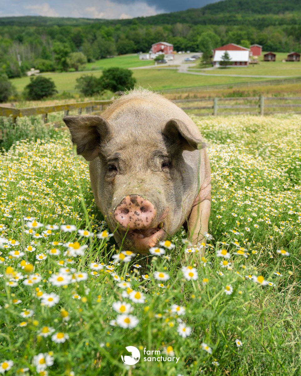 We're heartbroken to share that we said goodbye to our dear friend, Betty pig — the spirited, lovable queen of the main pig barn. Betty will forever be more than what the industry tried to label her — she’s an individual, a sister, a daughter, and a friend. We miss her dearly.