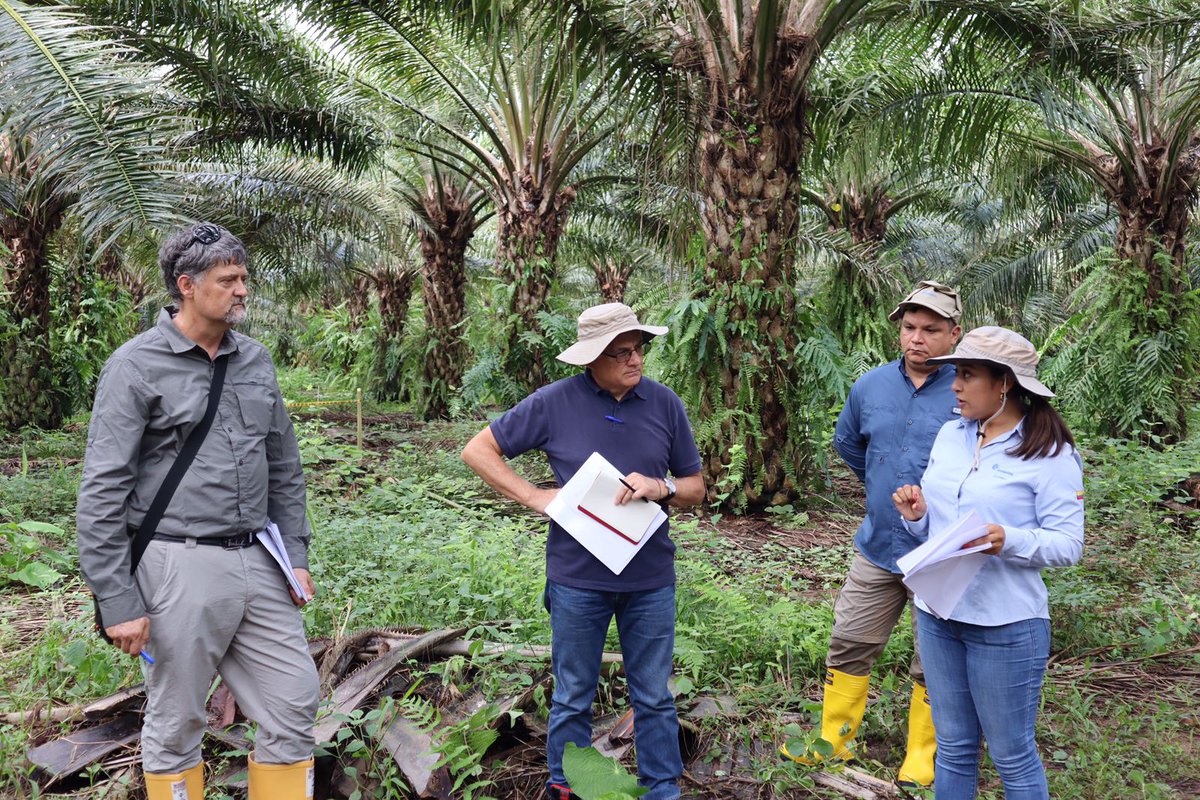 CenipalmaOrg's tweet photo. @irtacat @SMART_Sinarmas Este recorrido se realiza con el Consejo Técnico Consultivo del proyecto Desarrollo de un sistema integrado de manejo agronómico para el cultivo de palma de aceite como respuesta a efectos de la variabilidad climática en el #Cesar, con el Sistema General de Regalías @GobdelCesar https://t.co/JObfT1FA9b