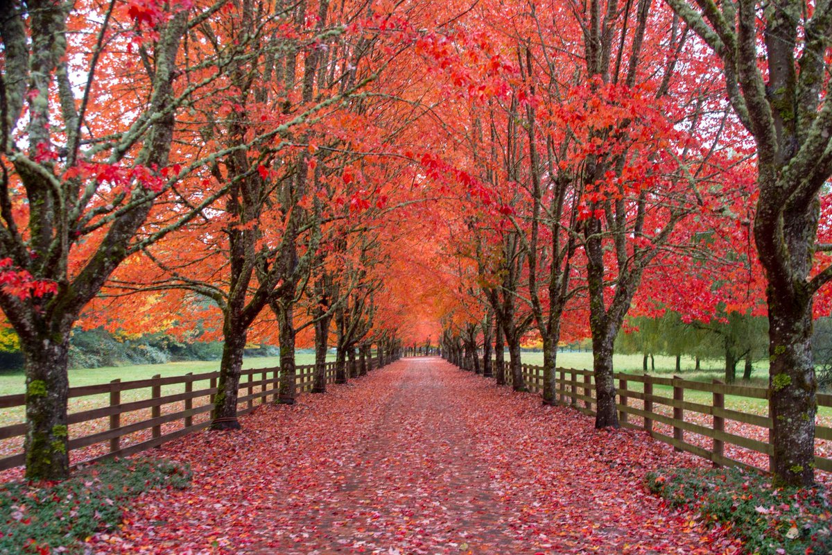SlideShowJimmy's tweet photo. Happy fall, y'all! Here are a few of my favorite leaf peeping photos. Can't wait to see what I find this year 🍃🍂🍁👀 @KING5Seattle #k5fall #k5weather #k5explore #seattle https://t.co/ER3LMxVIxL