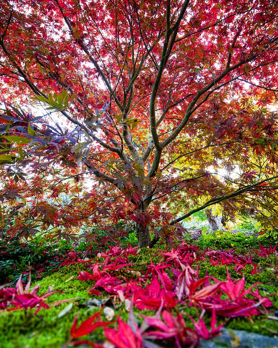 SlideShowJimmy's tweet photo. Happy fall, y'all! Here are a few of my favorite leaf peeping photos. Can't wait to see what I find this year 🍃🍂🍁👀 @KING5Seattle #k5fall #k5weather #k5explore #seattle https://t.co/ER3LMxVIxL