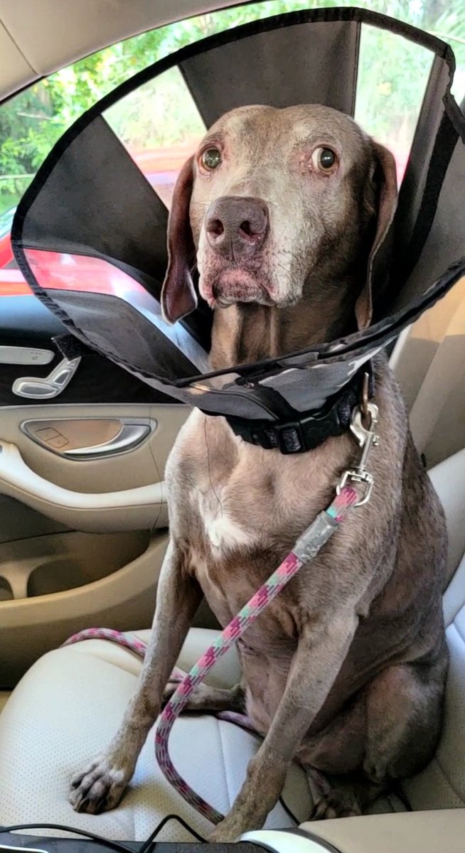 AbsoluteKaty's tweet photo. Good Goose girl update!
She's getting her stitches out tonight & we're feeling hopeful that the tumor removal was successful & will give her more time with us ππ
Thank you for the prayers and positive thoughts! #GooseStrong https://t.co/7vI5UAxcYy