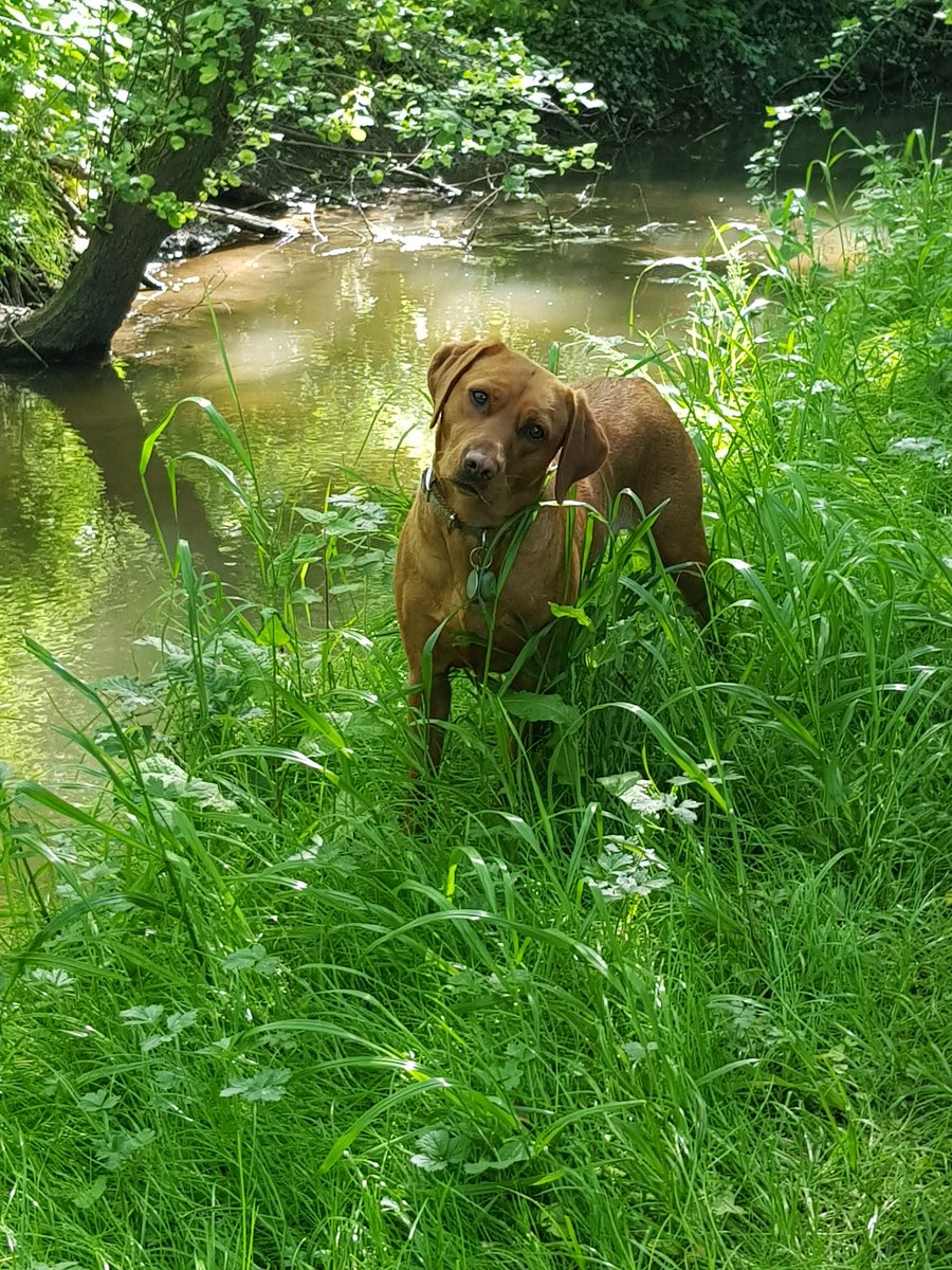 GCI2364's tweet photo. @TheMontyDon This is Ruby, she is just 3 years old and loves the outdoors and being in the garden. Happy Birthday Nellie x https://t.co/oXQChWf5iG