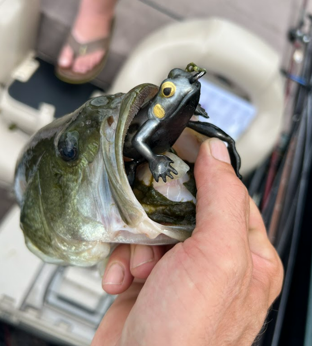 chasebaits's tweet photo. 🐸The Bass can't get enough of the #BobbinFrog!!🐸
🎣@fishin_with_ian

#Chasebaits #Chasebaits_USA #InspiredbytheChase #Frog #SoftPlastic #BobbinFrog #Weedless #Bass #Surfacebite https://t.co/g9Keolwo9S