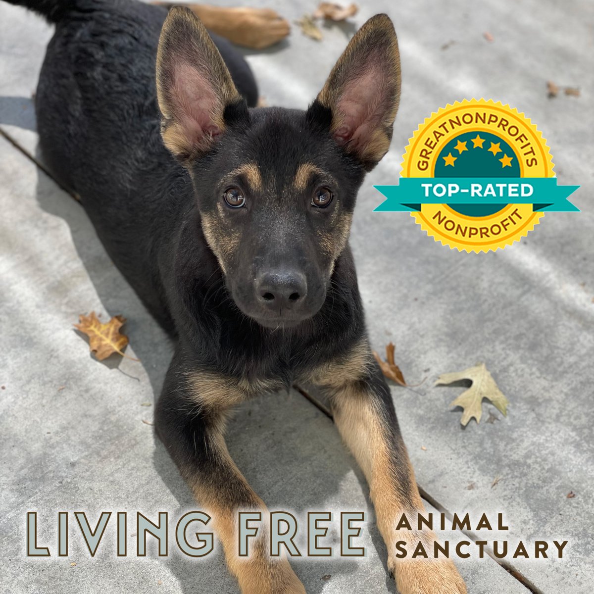 LivingFreeRescu's tweet photo. Living Free Animal Sanctuary is a 2022 @GreatNonprofits Top-Rated Nonprofit! https://t.co/aLbZahngbQ #2022 #Award #TopRated #TopNonprofit #GreatNonprofits #SocialGood https://t.co/Omp03KnLBC