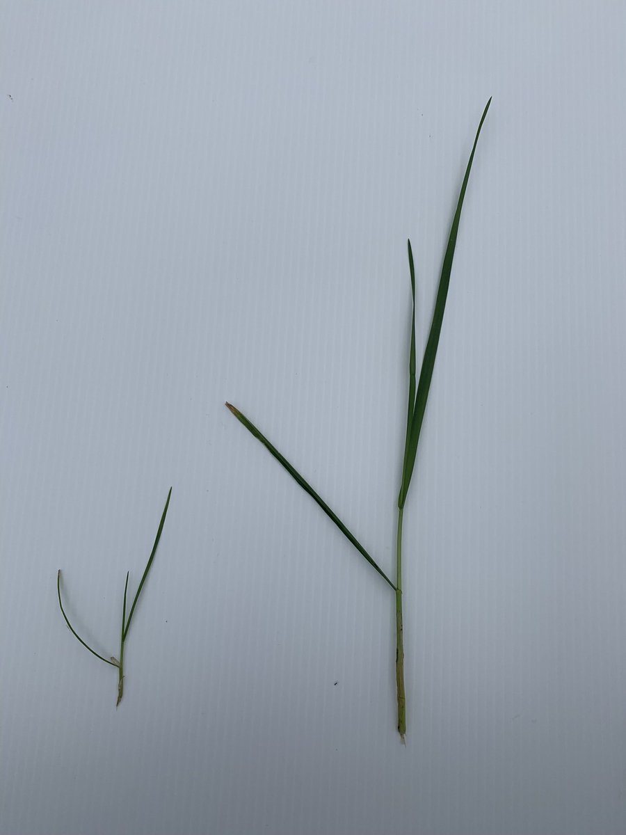 JCBarenbrugNZ's tweet photo. Nice wee example of the relationship between ryegrass tiller leaf stage & nitrogen. These tillers both at the 2.5 leaf stage.
Same paddock, same leaf stage but one tiller is from a urine patch (more available N!) = much bigger leaves! #leafstage #nitrogen #springpasture https://t.co/SgCLKv4Sgm