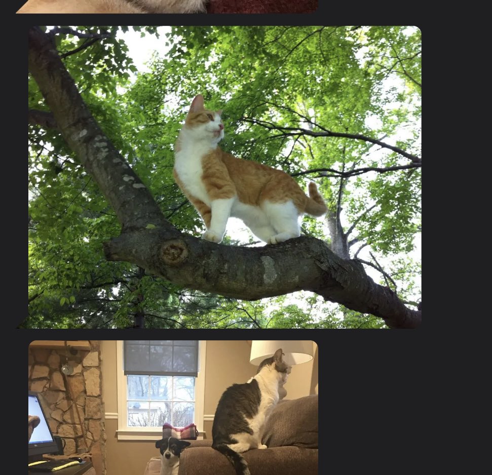 CatsofGrindr's tweet photo. https://t.co/gO0BZQbF9V