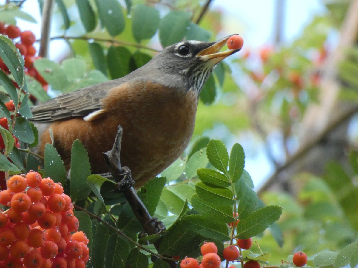 BRotness's tweet photo. Robin eating Mountain Ash berries...#birding
#birds #birdwatching 
#nature #wildlife https://t.co/FNJosi4PIj