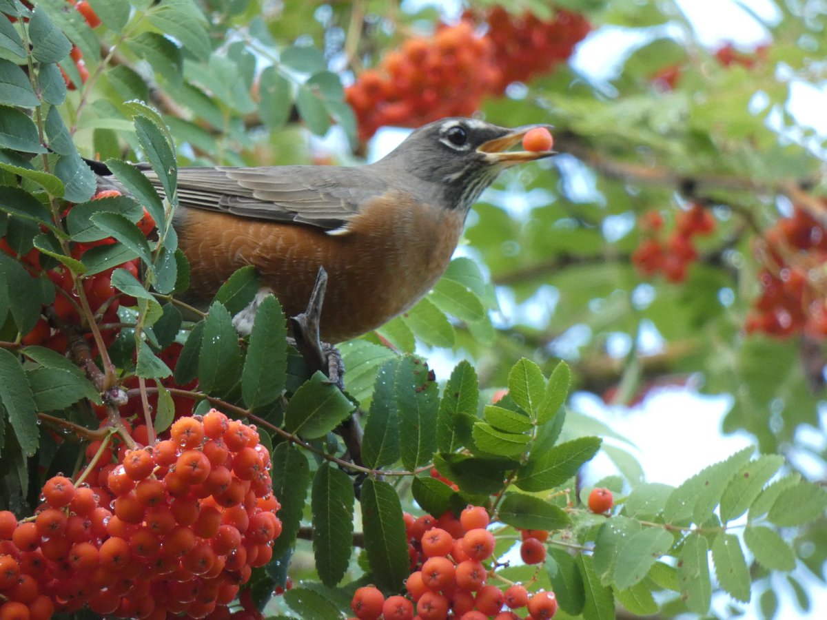 BRotness's tweet photo. Robin eating Mountain Ash berries...#birding
#birds #birdwatching 
#nature #wildlife https://t.co/FNJosi4PIj