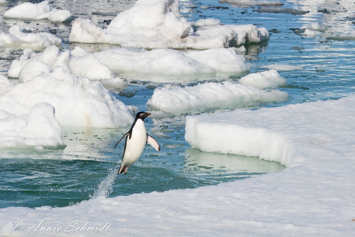 Adélie penguin performing a characteristically athletic exit out of the water. Do you think this one stuck the landing?

I'm biking to help raise money to support birds and long-term research this week-end. Join in the fun and donate!
pointblue.securesweet.com/PenguPeddler#.…

#penguinsforsanity