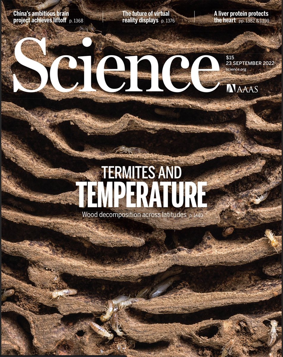 Results from a globally replicated experiment: microbes respond to temperature in a very well known way, but termites are much more sensitive to temperature. Termites are massively understudied for how important they are globally, and warming is likely to make them more important