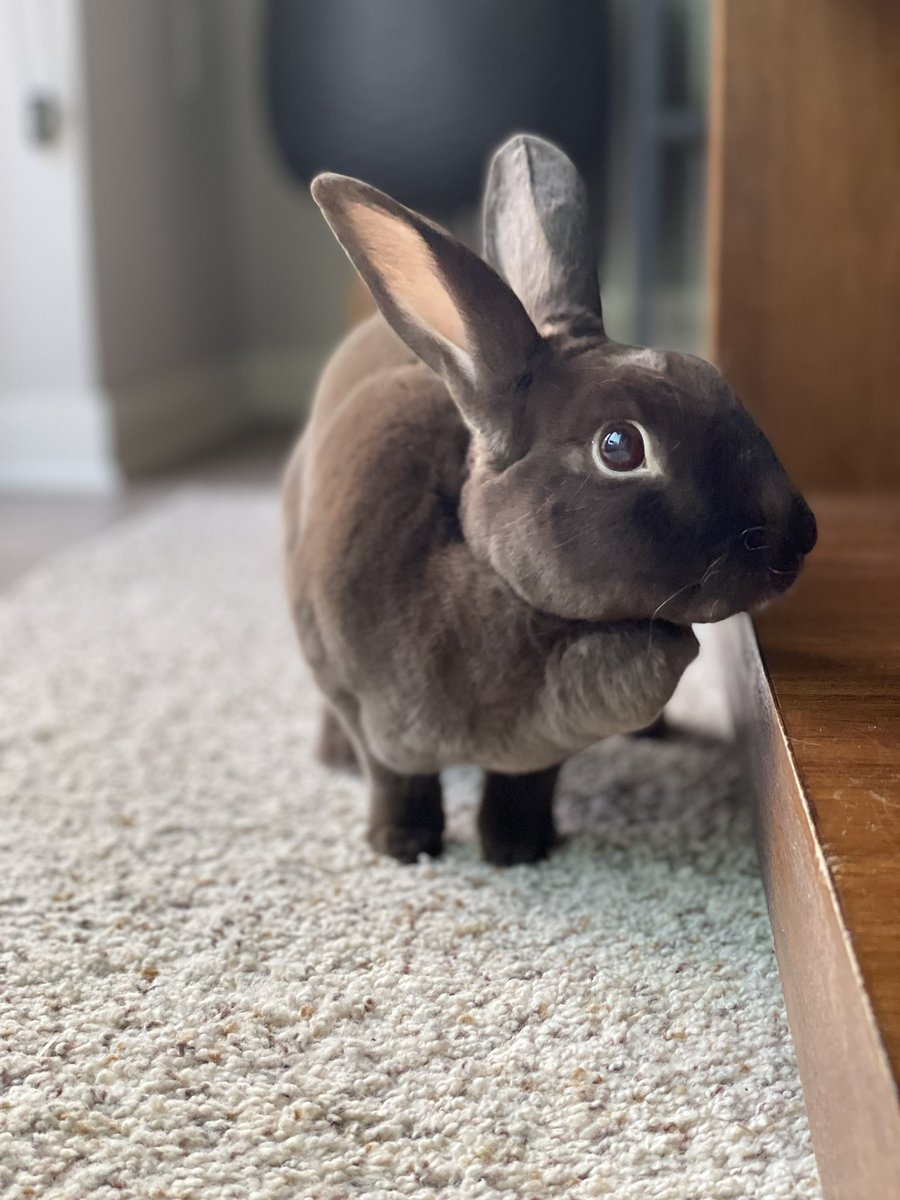 Dewbug_'s tweet image. Rabbit in high definition