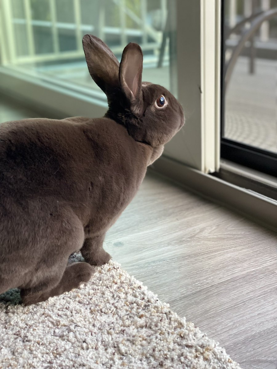 Dewbug_'s tweet image. Rabbit in high definition