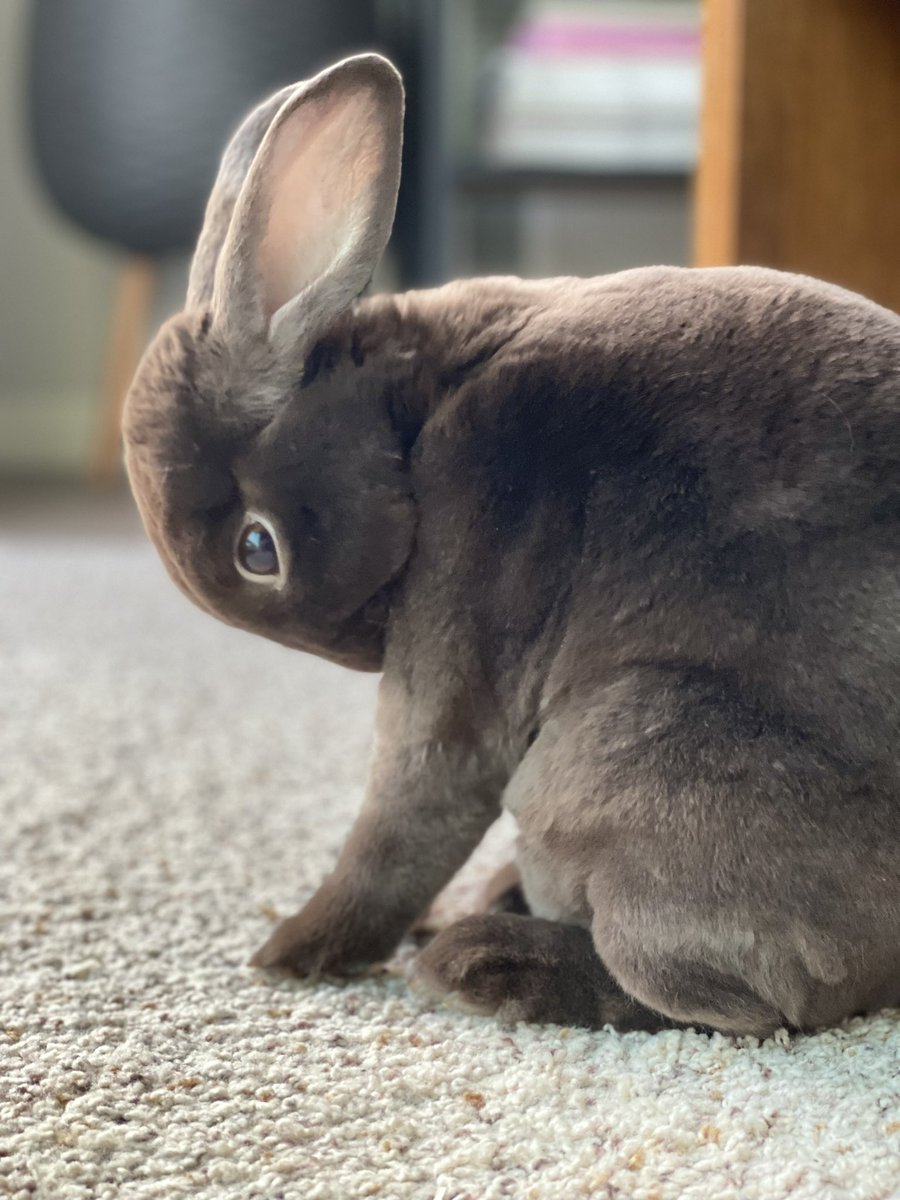 Dewbug_'s tweet image. Rabbit in high definition