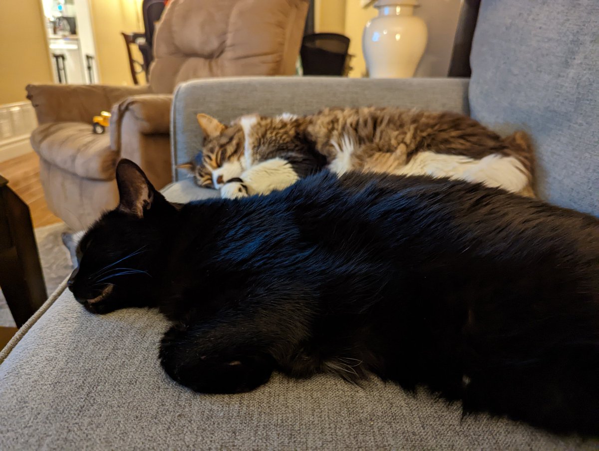 BeardaciousB's tweet photo. @aliversluis Max and Dash hope that you get some rest from your troubles soon https://t.co/7ZUxp6ZhfQ
