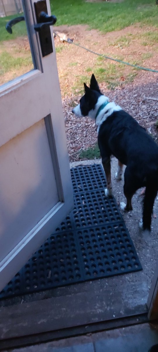 MDisco71's tweet photo. Rescued Molly last November and she's an absolute dream....but I'm constantly opening the door 🤦‍♂️🤣🥰 https://t.co/ycj98MInU7