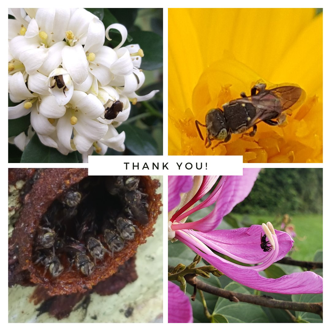 besnet_tt's tweet photo. Thanks to everyone who attended our first stakeholder consultation on beekeeping of #stinglessbees yesterday! 🐝🐝🐝🌺
This is just the beginning of working together towards the improvement and further development of a network where #meliponini beekeepers can support each other. https://t.co/wumQjov9yB