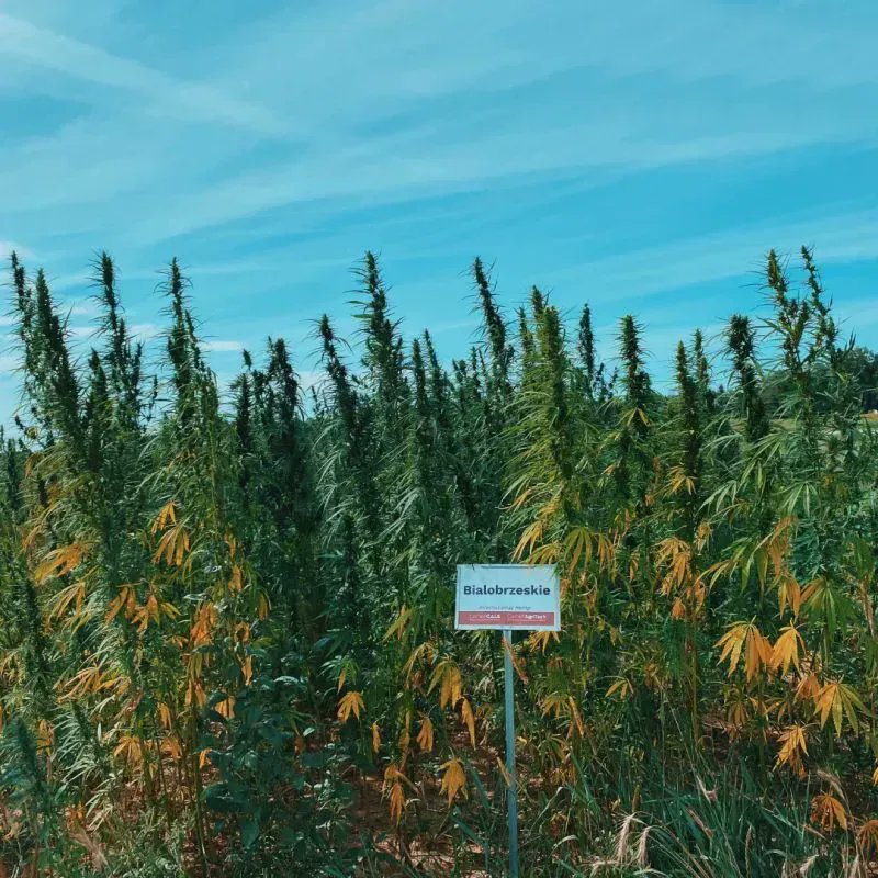 International Hemp tweet media