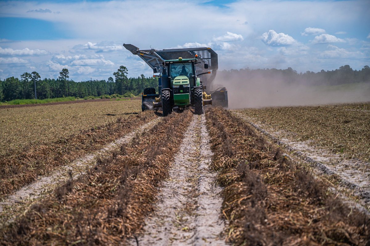 Pickers are rolling 🥜🥜 #gapeanuts