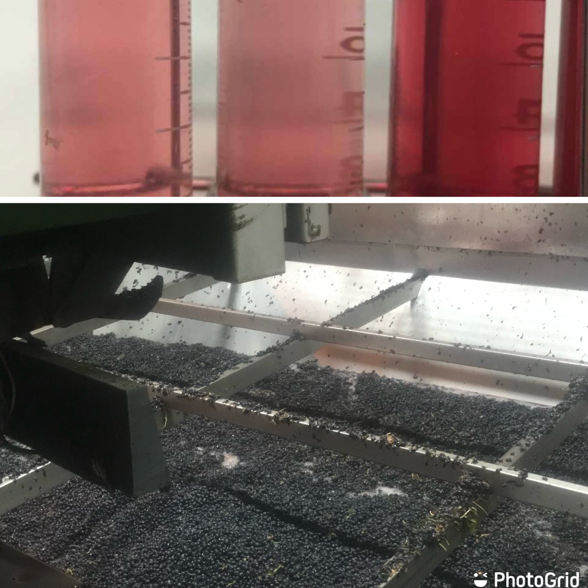 Fedelar71's tweet photo. Ayer por la noche vendimiando #tempranillo y hoy ya la Enologa de @BdeAlberto comprobando el color del próximo #Rosado22 de la bodega.          @DORueda https://t.co/mGLuCim4CX