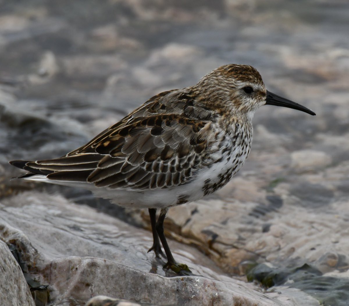 Dunlin and Sandwich Terns Exe Estuary. Osprey feeding at 7pm flew up into pine trees next to Powderham folly. <a href="/RSPBExeEstuary/">RSPB Exe Estuary & Darts Farm</a> <a href="/Natures_Voice/">RSPB</a> @Exeestuary <a href="/DevonBirds/">Devon Birds</a> <a href="/wildlife_devon/">Wildlife In Devon</a> <a href="/Britnatureguide/">The British Nature Guide</a> <a href="/britishbirds/">British Birds</a> <a href="/kwife/">Em</a> #exminster #birdphotography #NaturePhotography #birds