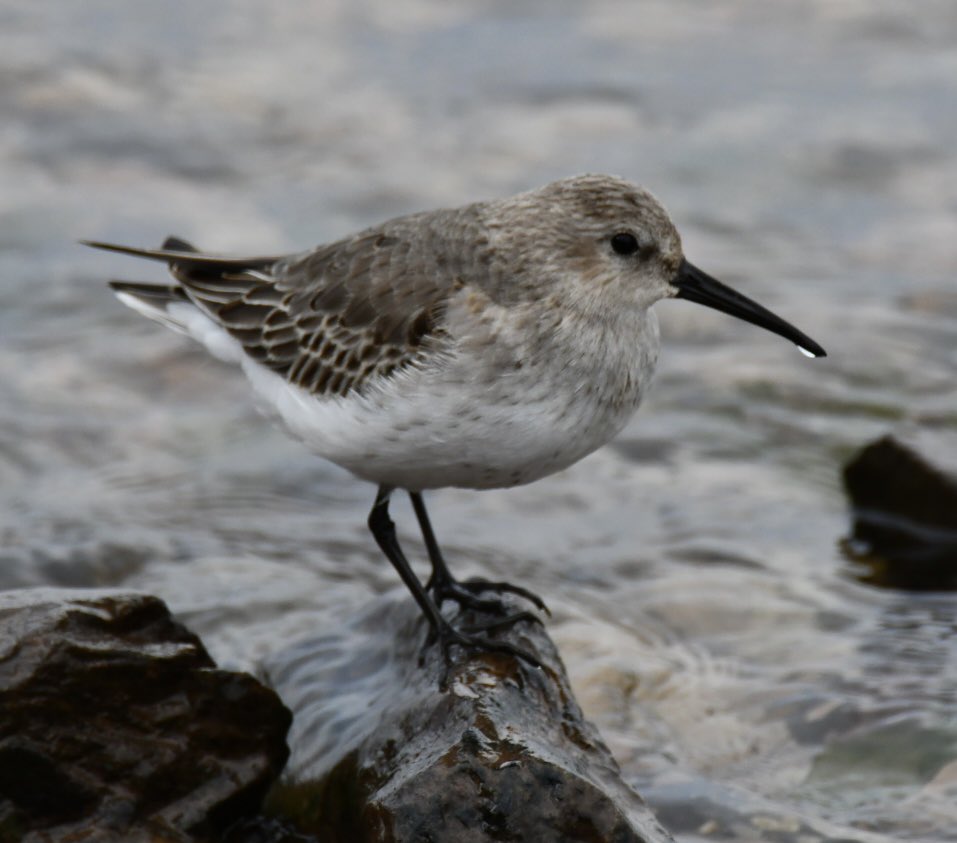 Tim Ridgeway tweet media