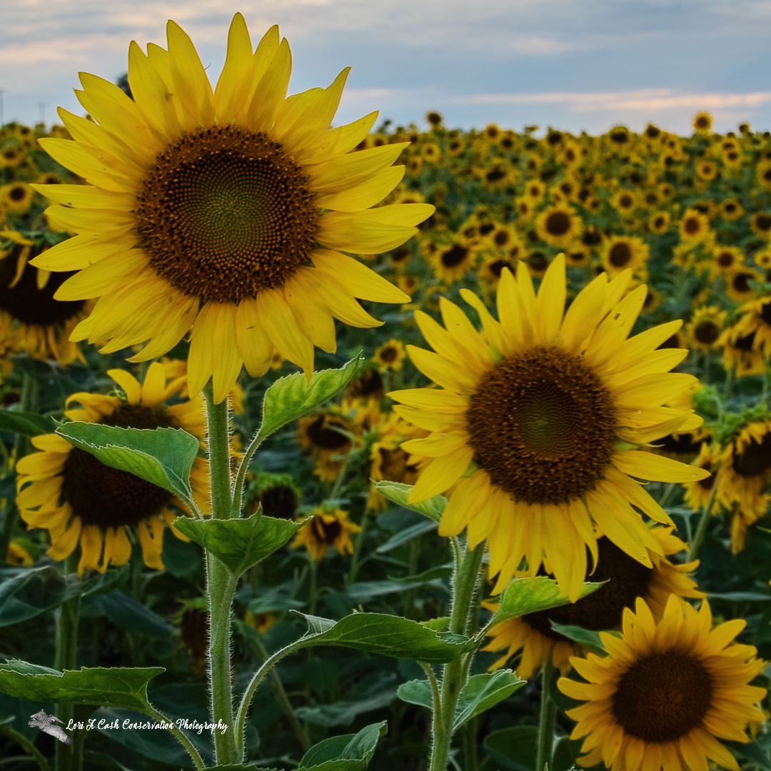LoriACash's tweet photo. Happy First Day of Fall!
These sunflowers were taken from an agriculture field in Arkansas last summer.
#happyfall #happyfirst #Sunflowers #sunflowerfield #TwitterNatureCommunity #nature #Flowers
https://t.co/gQtPYYSeU2 https://t.co/Yi4SxxJ4Ml