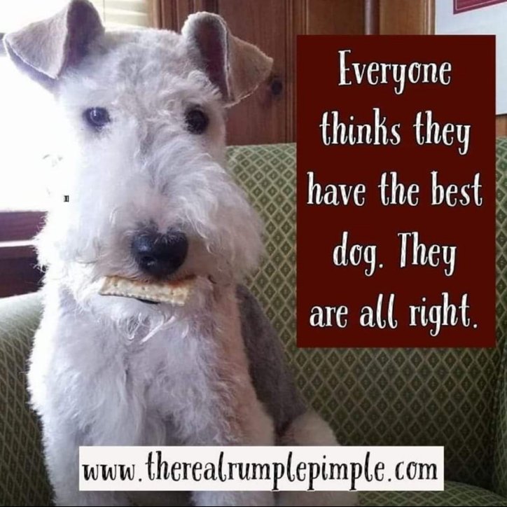 🐶🌈 Rumplepimple 🌈🐶 (@rumplepimple1) on Twitter photo 