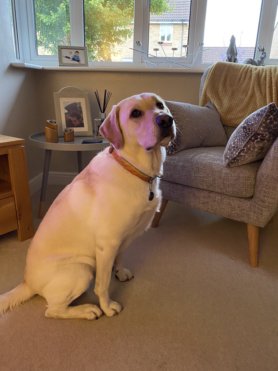 ClartyClara's tweet photo. @TheMontyDon Happy Birthday Nellie! Lots of Good Boys and Good Girls with birthdays today, including Doug who’s 5! https://t.co/zWBhtkJ00J