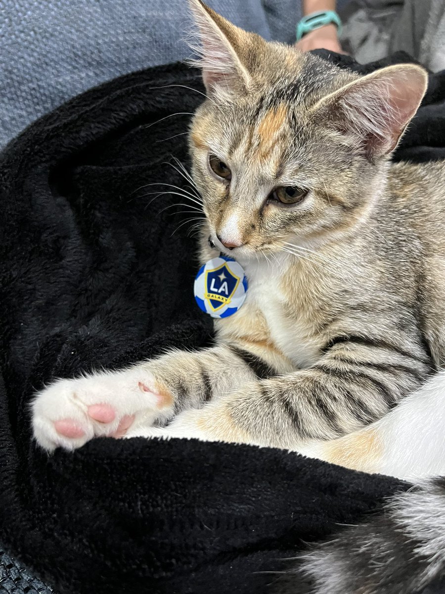 agileyvonne's tweet photo. #adventurekitty is rockin’ her new tag to support her favorite #MLS team #gogalaxy #lagalaxy https://t.co/vs8R3rTVJu