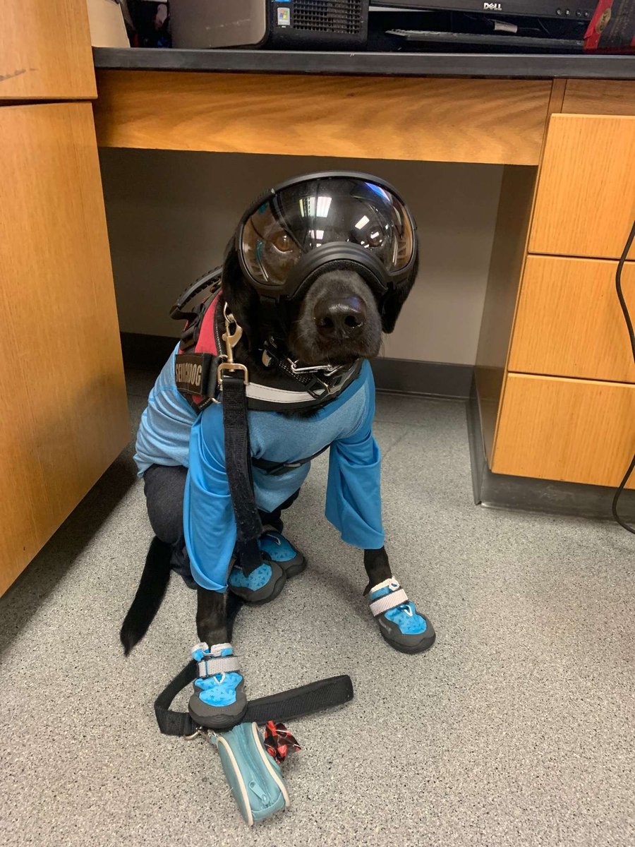 Here is a lab lab! Our lab here needs to wear PPE just like the people doing the science. He is the service dog of a student in a chemistry professor's lab. (Shared with permission.)