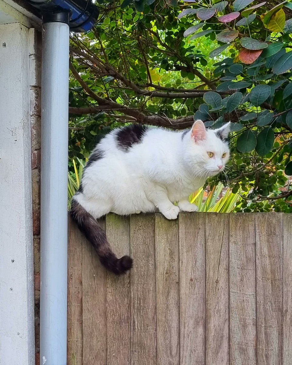 ScaredyCatCW's tweet photo. It was a fairly quiet day here in #SW19 ... I was doing a bit of Thursday fence and other #catadmin ... and relaxing on the patio ... 🌞😺🍃🍂🍁 ... #Cat #CatsOfTwitter #Scaredy https://t.co/9ZKOzt0yPi