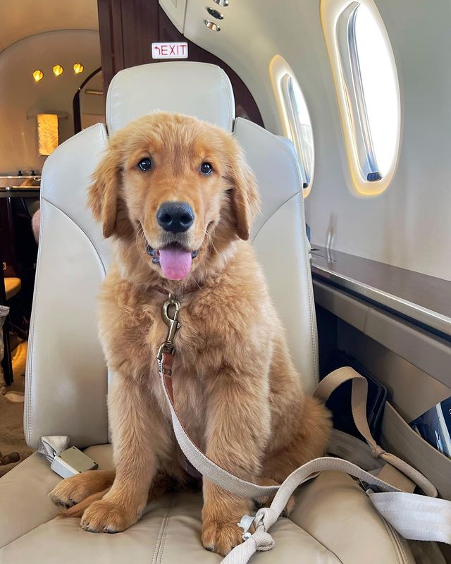 NetJets's tweet photo. Award-winging pup. #NetPets https://t.co/yELr34LA6J